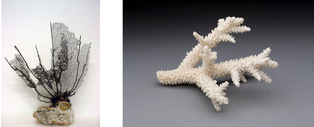 dried corals
