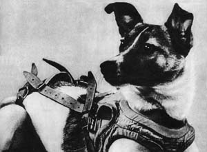 Laika the Dog