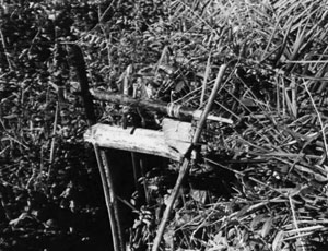 Jungle booby trap