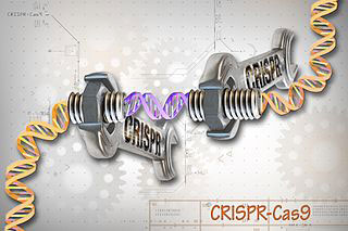 DNA double helix