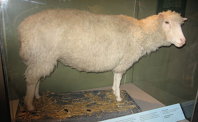Dolly the sheep