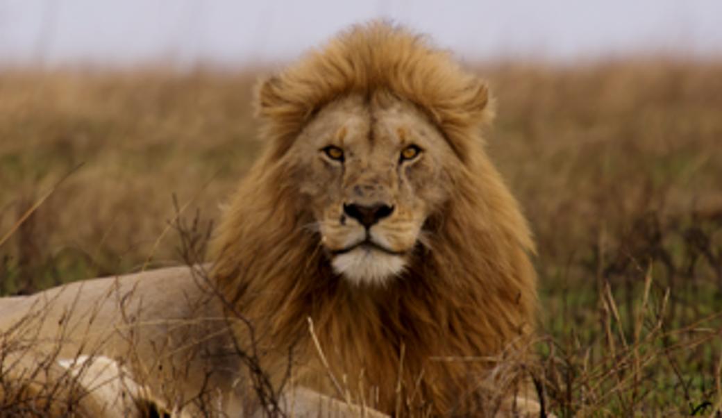 lion in the Serengeti